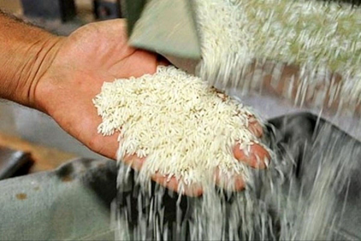 کاهش قیمت برنج ایرانی در میادین میوه و تره بار تهران