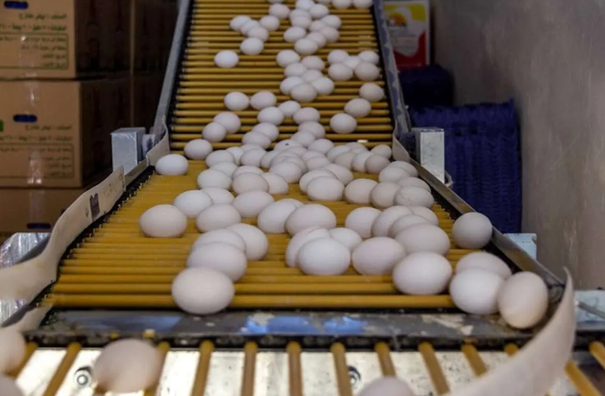 تخم‌مرغ بالاخره ارزان شد/ کاهش قیمت پس از هفته‌های پرتنش