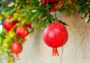انار؛ میوه‌ای با خواص درمانی!