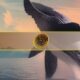 نهنگ‌های بیت کوین همچنان خریدارند؛ انباشت بیش از ۱ میلیون BTC در دو ماه