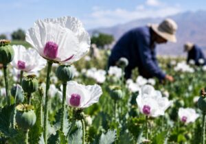 کشت شقایق الیفرا؛ ظرفیتی برای ارزآوری و اشتغال ۴ هزار نفر